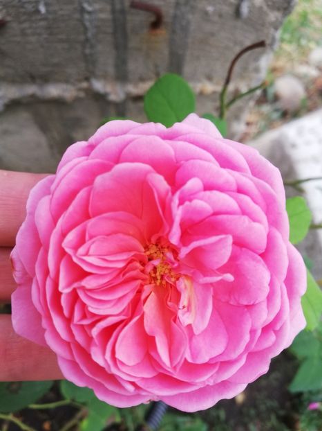  - Princess Alexandra of Kent