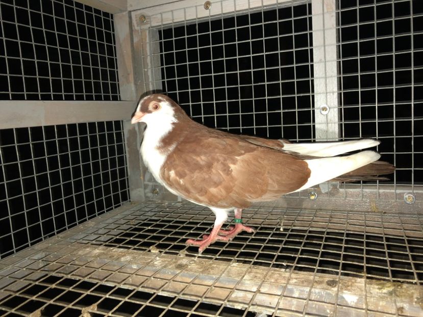 6992  mascul  2019 - Plecați ALBUM 2