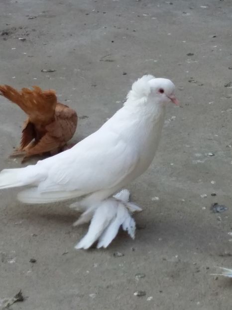  - 03-- URIASI MAGHIARI