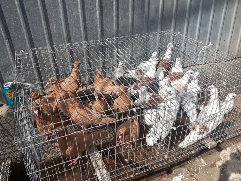  - De vînzare pui voiajori galbeni