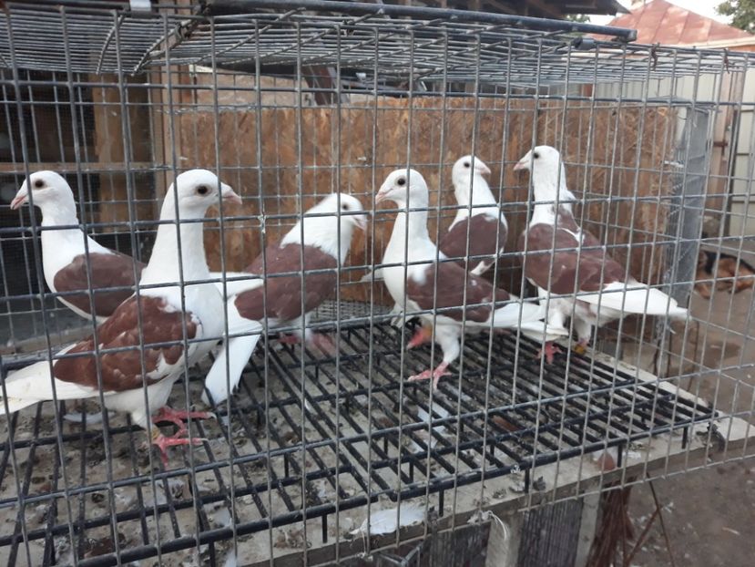  - De vînzare LISTI PE ROȘU 2019