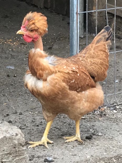 5CAE6DDA-98A1-4A8F-885C-F75722CCF24D - Puisori 2019