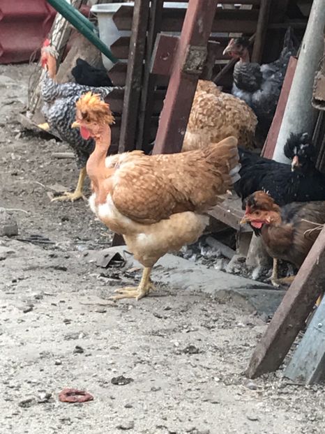 D2F7521F-C7E8-469B-A724-2E5A5897DBB7 - Puisori 2019