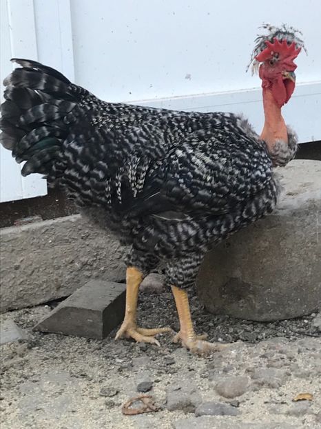 4369921A-EA6D-41FF-BD82-776068A5D52B - Puisori 2019