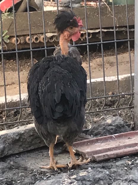 D9CD0024-A608-4608-A9C8-C7364621F206 - Puisori 2019