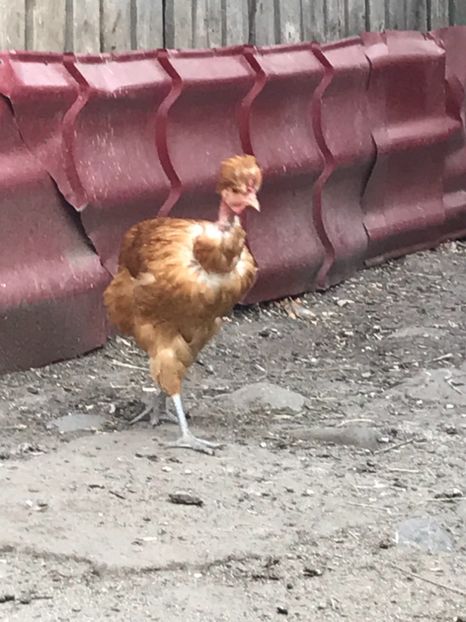 55DA21E9-D955-4B88-8EFC-F3240538A31E - Puisori 2019