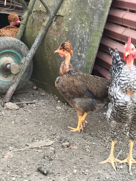 DCF1DAE3-C7AF-4A5F-9503-A455244F2C5E - Puisori 2019