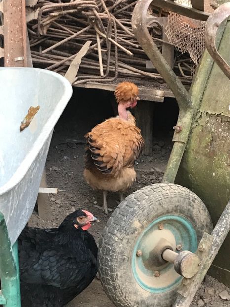 88EEA740-9E34-41EF-93F2-DD6BEFB32426 - Puisori 2019