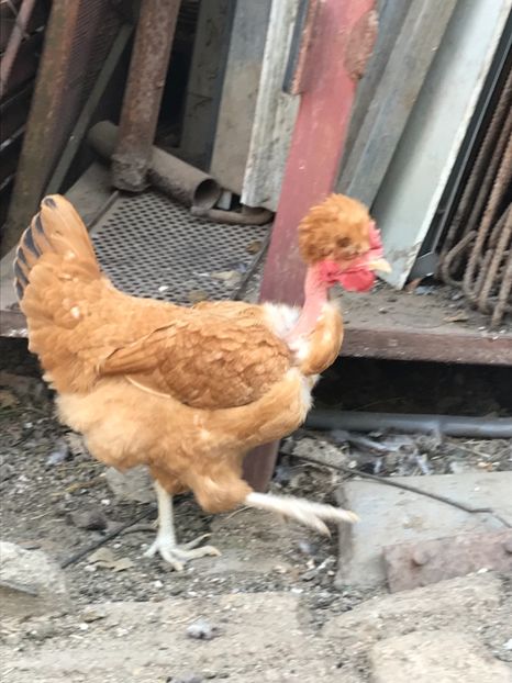 24BC32CB-8F9A-4942-82B8-D2573766331C - Puisori 2019