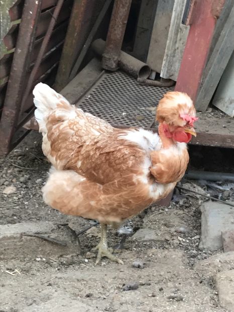 F7B4BCB7-7DA7-48EA-A0BC-79F51007FCEF - Puisori 2019