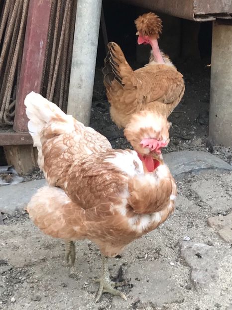 BC873D30-8389-4C60-AC15-CF8D0D84F408 - Puisori 2019