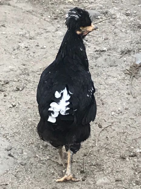 76428C1E-15E8-43BD-BC89-6A82CCED52C2 - Puisori 2019