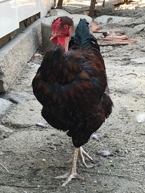 34585A3C-E3AC-4803-B2E8-6E54A74D2BF6 - Puisori 2019