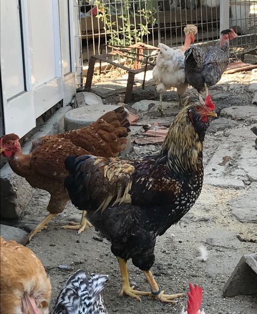 9AD4FE17-028D-4D40-A20D-4DA3E0B0EDC1 - Puisori 2019