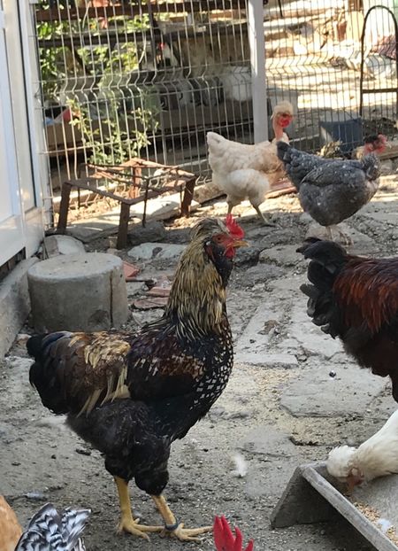 C619287A-65A7-4CAE-9EEA-8A39DD7A1B63 - Puisori 2019