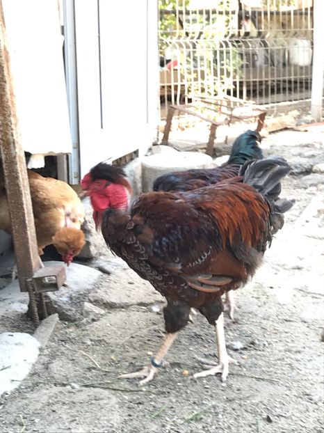 C40888BE-1059-408A-96BD-2C8D60A55ABB - Puisori 2019