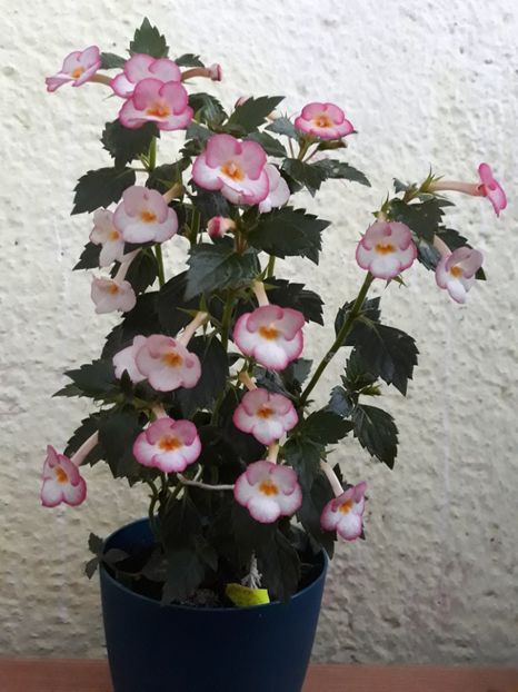  - 001 2021 - Ivory Blush