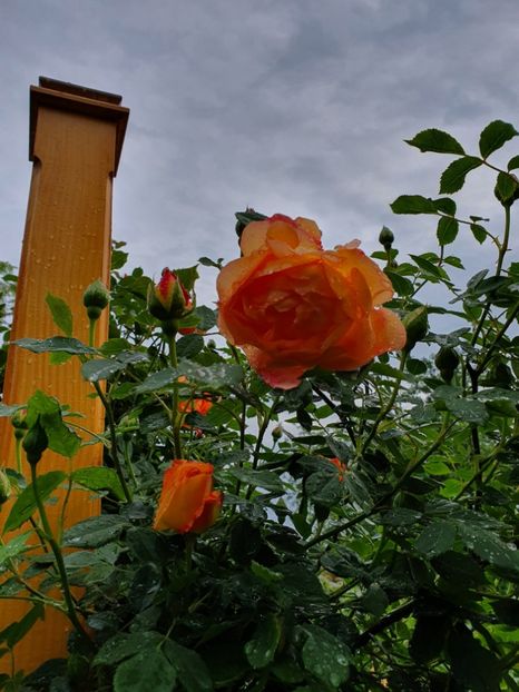  - lady of shalott