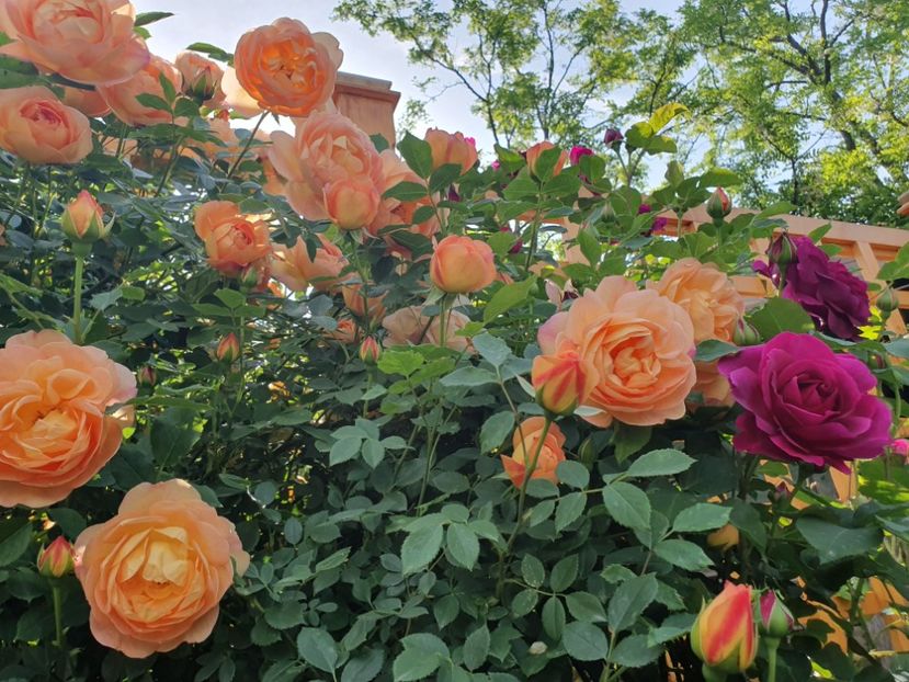  - lady of shalott