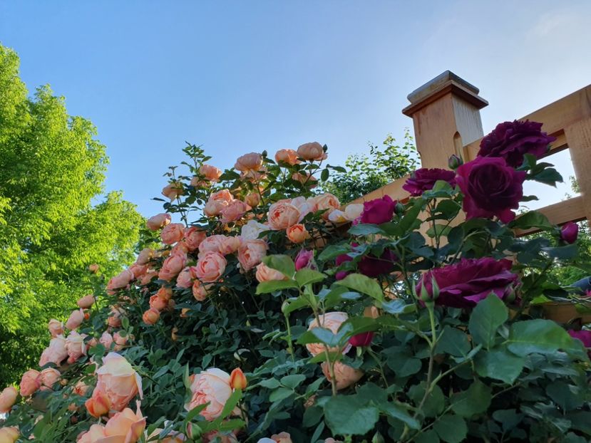  - lady of shalott