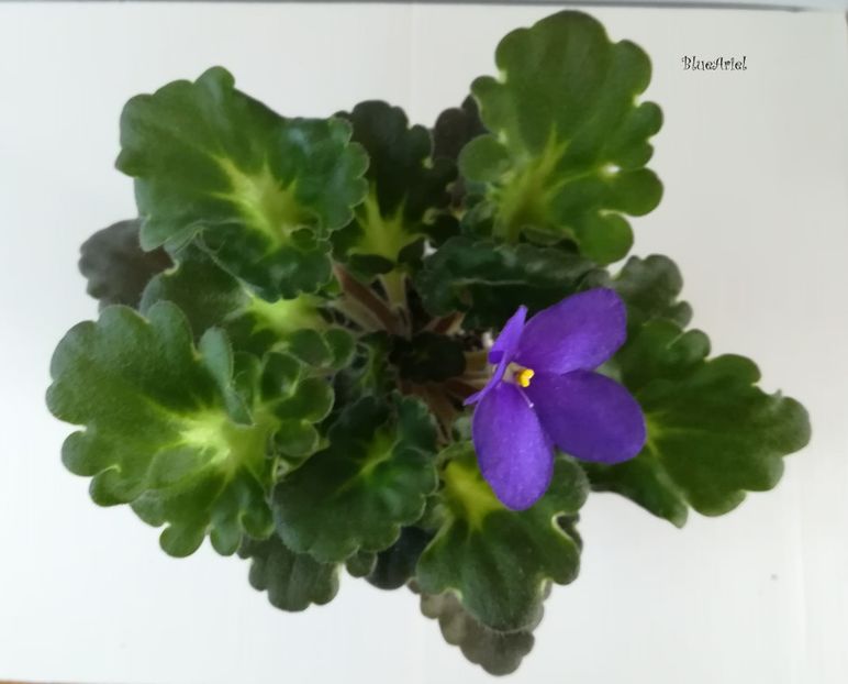 2019 - Dolly Dimples