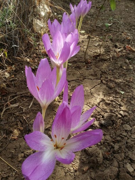  - curtea cu toate cele 2019