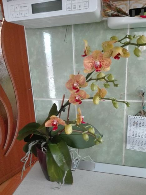  - Flori de apartament