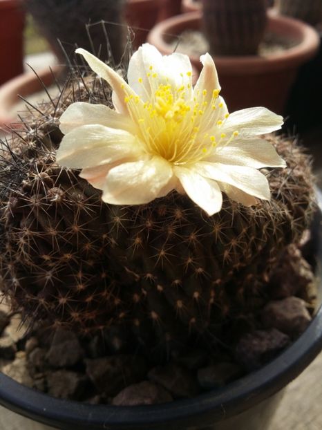  - cactusi 2019