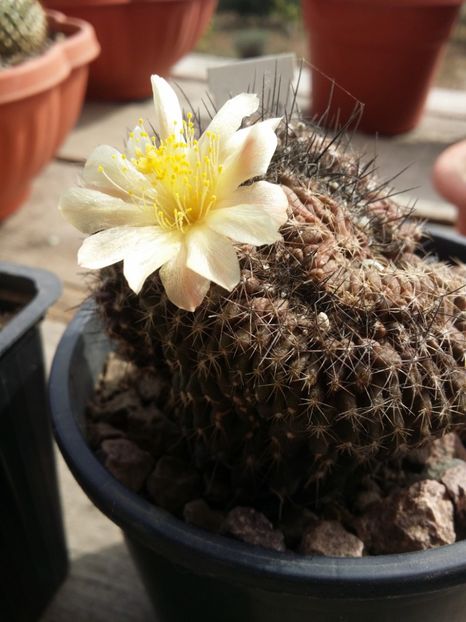  - cactusi 2019