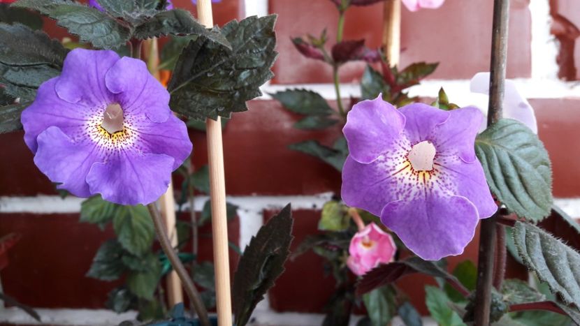 Texasi :) - 10 Achimenes 2019