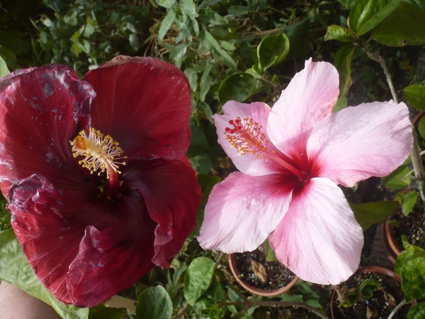 P1430004 - HIBISCUSI 2019-3