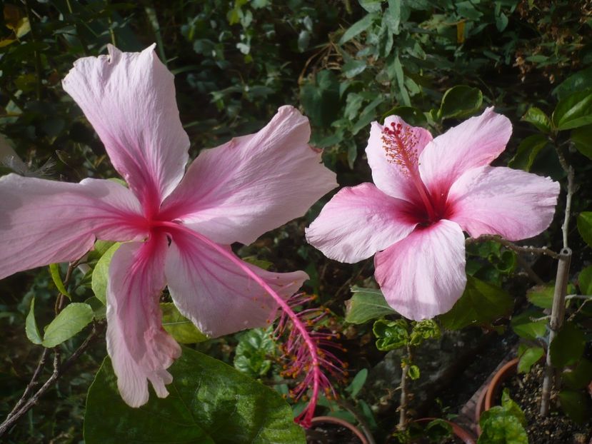 P1430005 - HIBISCUSI 2019-3