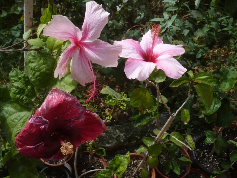 P1430006 - HIBISCUSI 2019-3