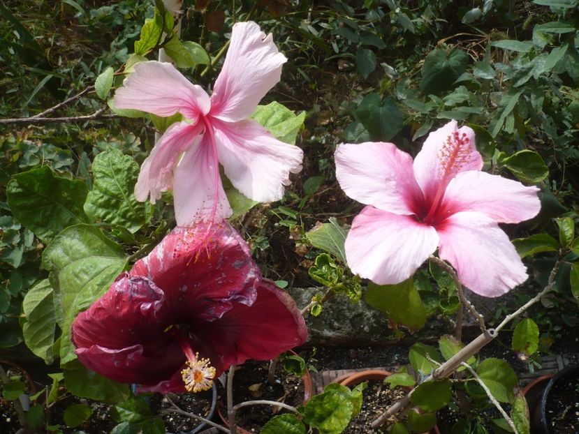 P1430007 - HIBISCUSI 2019-3