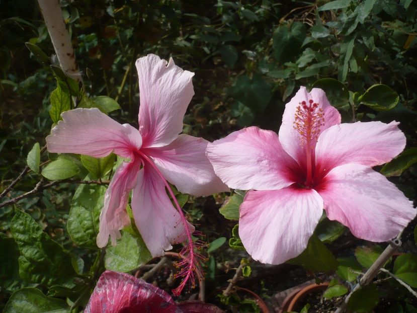 P1430009 - HIBISCUSI 2019-3