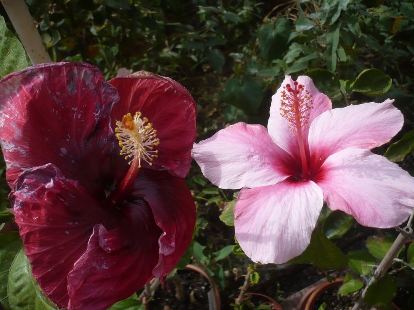 P1430010 - HIBISCUSI 2019-3