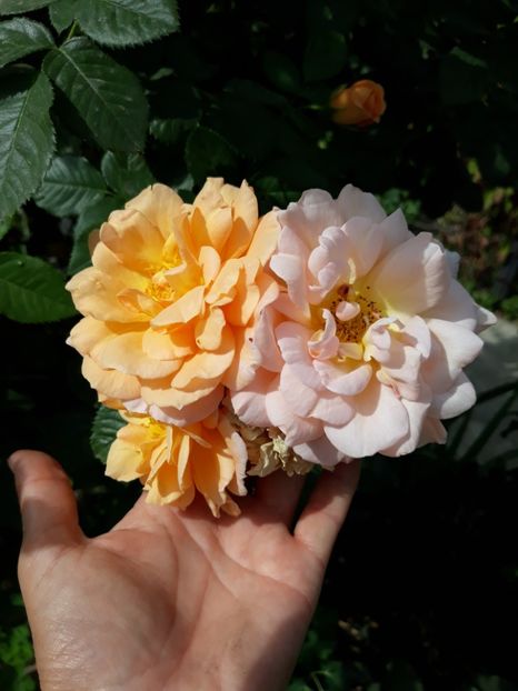  - Septembrie2019