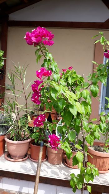  - Bougainvillea 2019-2020