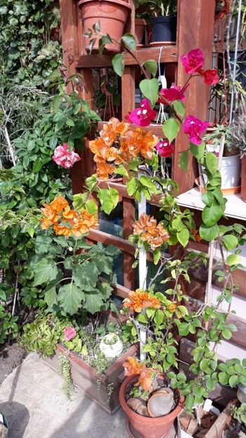  - Bougainvillea 2019-2020