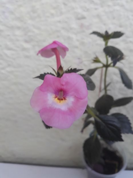  - R19 - RF s Tapatian Dress