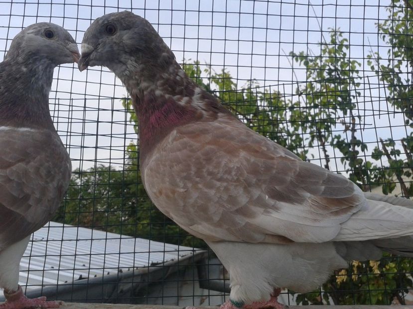 Fotografie0030 - TRESTII DE VINZARE 2020