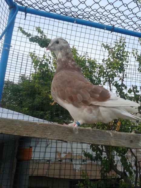 Fotografie0041 (2) - TRESTII DE VINZARE 2020