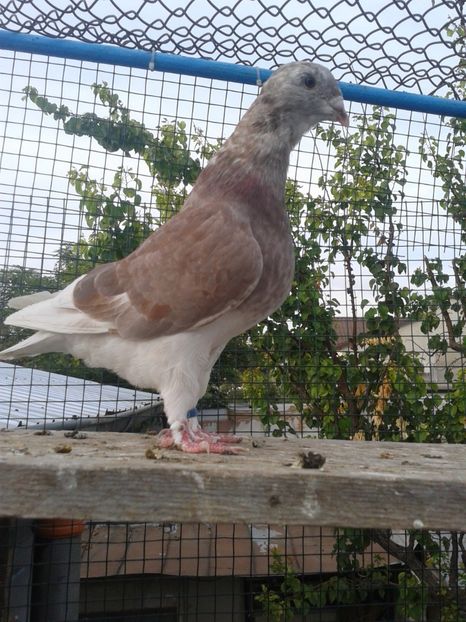 Fotografie0040 (2) - TRESTII DE VINZARE 2020