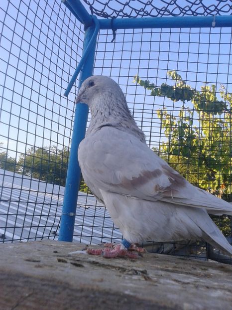 Fotografie0037 - TRESTII DE VINZARE 2020