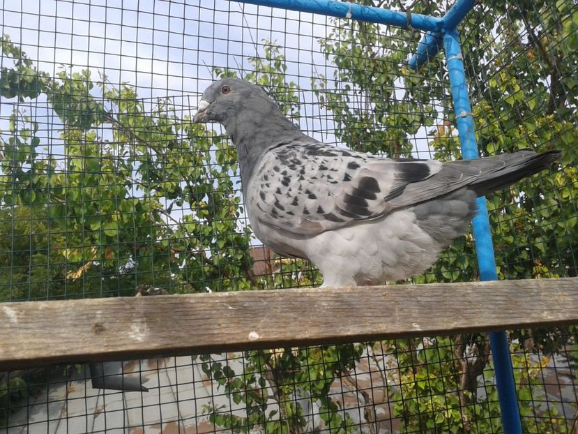 Fotografie0001 (4) - TRESTII DE VINZARE 2020