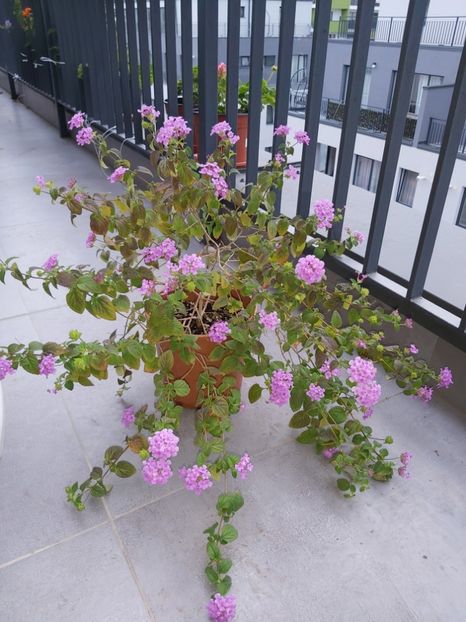  - Lantana montevidensis