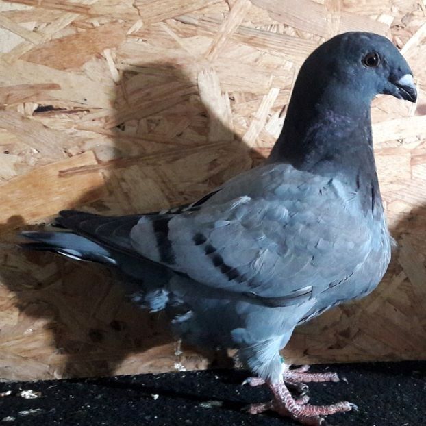  - 3---AGH DAȚI 2019 - 2025