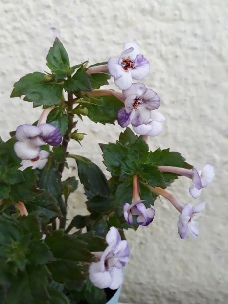  - R20 - Jemmima o Riley