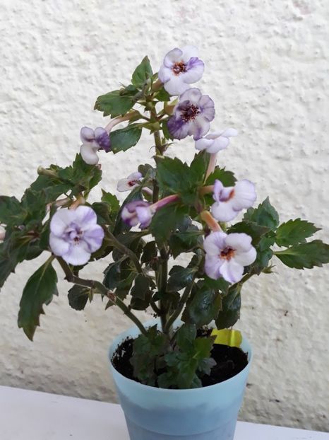  - R20 - Jemmima o Riley