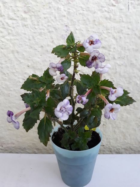  - R20 - Jemmima o Riley